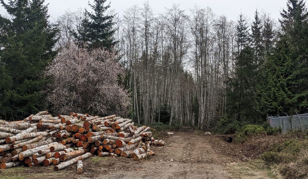 Rainbow Ridge New Trails and Community Firewood Day
