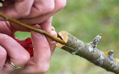 Want to learn how to graft fruit trees?