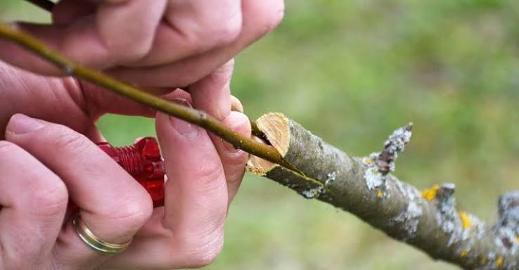 Want to learn how to graft fruit trees?